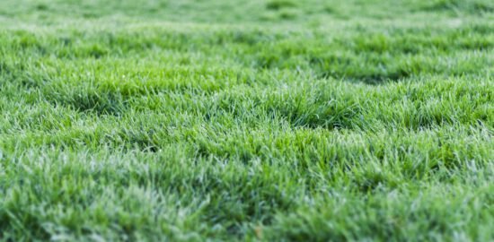 Kosiarka do ogródka