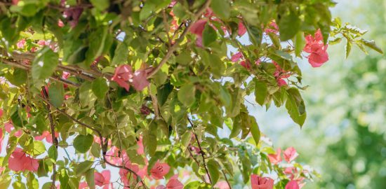 rolsiny do malego ogrodu