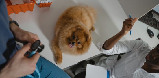 wizyta u weterynarza