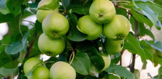 jablon sadzonki